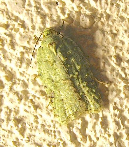 Acleris literana